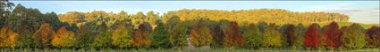 Autumn Colours - Stanley - VIC Megapan (PBH4 00 13481)